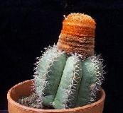 foto Kamerplanten Turken Hoofd Cactus, Melocactus roze