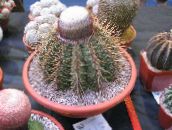 ფოტო შიდა მცენარეები თურქები ხელმძღვანელი Cactus უდაბნოში კაქტუსი, Melocactus ვარდისფერი