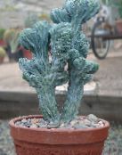 ფოტო შიდა მცენარეები ლურჯი სანთელი, მოცვის Cactus ხის კაქტუსი, Myrtillocactus თეთრი