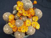 yellow Sulcorebutia Desert Cactus
