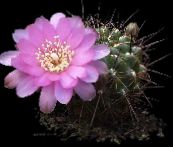 снимка Интериорни растения Sulcorebutia пустинен кактус бял