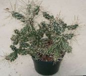 φωτογραφία Εσωτερικά φυτά Tephrocactus κάκτος της ερήμου λευκό