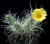 foto Sobne biljke Tephrocactus pustinjski kaktus žuta