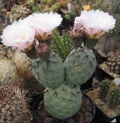 foto Krukväxter Tephrocactus ödslig kaktus vit