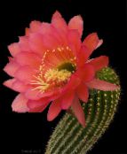 red Trichocereus Desert Cactus