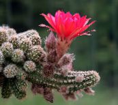 rosa Erdnuss-Kaktus Wüstenkaktus