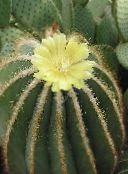 yellow Eriocactus 