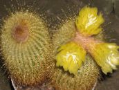 foto Sobne biljke Eriocactus pustinjski kaktus žuta