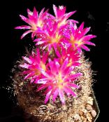 фото Домашні рослини Еріосіце пустельний кактус, Eriosyce рожевий