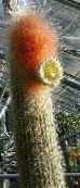 fotografija Sobne Rastline Espostoa, Perujski Starec Cactus puščavski kaktus bela