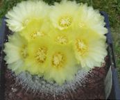 gelb Ball Cactus Wüstenkaktus