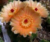 orange Ball Cactus Wüstenkaktus