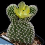 yellow Prickly Pear Desert Cactus