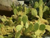 fotografija Sobne Rastline Opuncija puščavski kaktus, Opuntia rumena