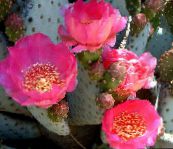 rosa Prikkete Pære Ørken Kaktus