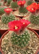 red Tom Thumb Desert Cactus