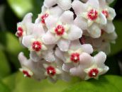 white Hoya, Bridal Bouquet, Madagascar Jasmine, Wax flower, Chaplet flower, Floradora, Hawaiian Wedding flower Hanging Plant