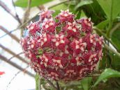 claret Hoya, Bridal Bouquet, Madagascar Jasmine, Wax flower, Chaplet flower, Floradora, Hawaiian Wedding flower Hanging Plant