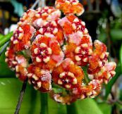 orange Hoya, Brautstrauß, Madagaskar Jasmin, Wachsblume, Blume Chaplet, Floradora, Hawaiische Hochzeit Blume Ampelen