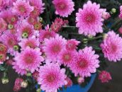 pink Florists Mum, Pot Mum Herbaceous Plant
