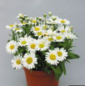 white Florists Mum, Pot Mum Herbaceous Plant