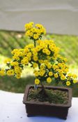 yellow Florists Mum, Pot Mum Herbaceous Plant