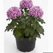 lilac Florists Mum, Pot Mum Herbaceous Plant