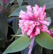 фотографија Затворене Цветови Цеструм грмови, Cestrum розе