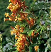 foto Pote flores Cestrum arbusto laranja