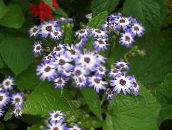 light blue Cineraria cruenta Herbaceous Plant
