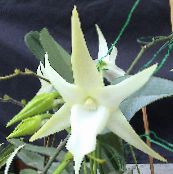 white Comet Orchid, Star of Bethlehem Orchid Herbaceous Plant