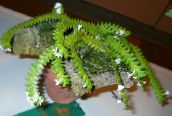 bilde Pot Blomster Komet Orkide, Betlehemsstjernen Orkide urteaktig plante, Angraecum hvit