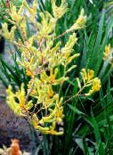 yellow Kangaroo paw Herbaceous Plant
