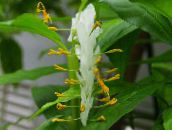 white Dancing Lady Herbaceous Plant
