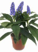 dark blue Blue Ginger Herbaceous Plant