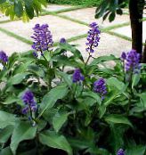 fotografie Oală Flori Albastru Ghimbir planta erbacee, Dichorisandra albastru inchis