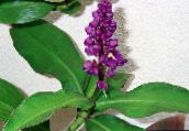 purple Blue Ginger Herbaceous Plant