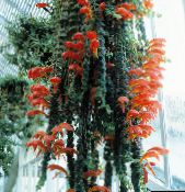 nuotrauka Kambarines gėles Columnea, Skandinavų Gaisro Augalų, Sidabrinis Karosas Vynmedis raudonas