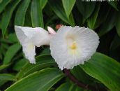 white Fiery Costus Herbaceous Plant