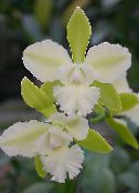 foto I fiori domestici Lycaste erbacee bianco