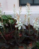 photo des fleurs en pot Joyau Orchidée herbeux, Ludisia blanc
