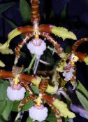brown Tiger Orchid, Lily of the Valley Orchid Herbaceous Plant