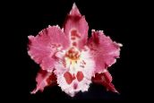 rosa Tiger Orchidee, Maiglöckchen Orchidee Grasig
