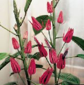 pink Pavonia Herbaceous Plant
