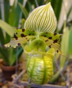 green Slipper Orchids Herbaceous Plant