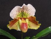 brown Slipper Orchids Herbaceous Plant