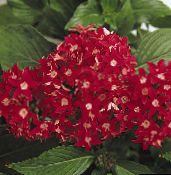 red Pentas, Star Flower, Star Cluster Herbaceous Plant