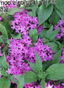 lilac Pentas, Star Flower, Star Cluster Herbaceous Plant