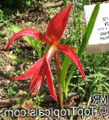 red Aztec Lily, Jacobean Lily, Orchid Lily Herbaceous Plant