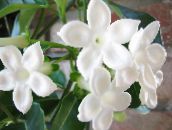 weiß Brautstrauß, Madagaskar Jasmin, Wachsblume, Blume Chaplet, Floradora, Hawaiische Hochzeit Blume Liane